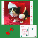 Zoek naar grappige zwarte kat briefkaarten Zwart witte kat