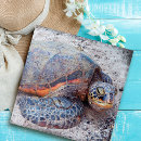 Zoek naar schildpadden puzzels Voor iedereen