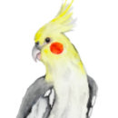 Zoek naar parrot ornamenten Waterverf
