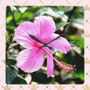 Zoek naar roze hibiscus klokken Tropische bloem