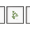 Zoek naar kruid kunst Koken