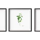 Zoek naar kruiden posters Keukendecor