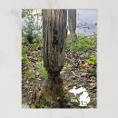 Zoek naar bever briefkaarten Landschap