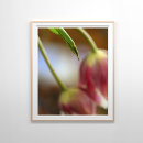 Zoek naar macro kunst Fotografie