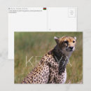 Zoek naar jachtluipaard briefkaarten Wilde natuur