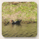 Zoek naar baby eenden onderzetters Voor iedereen