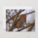 Zoek naar roodborstje briefkaarten Vogel