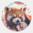 Zoek naar rode panda stickers Natuur