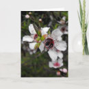 Zoek naar bloeiende bomen kaarten Voor iedereen