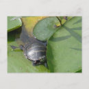 Zoek naar baby schildpad briefkaarten Natuur