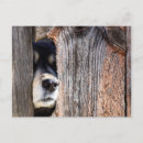 Zoek naar german shepherd briefkaarten Dog