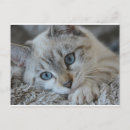 Zoek naar lynx briefkaarten kat