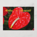 Zoek naar anthurium briefkaarten Hawaiian