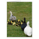 Zoek naar leiden kaarten Eenden