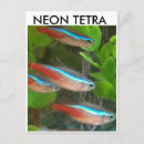 Zoek naar tetra posters Neon