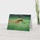 Zoek naar verkoudheid kaarten Paard