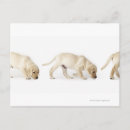 Zoek naar labrador puppy briefkaarten Natuur