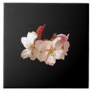 Zoek naar sakura tegels Kersenbloesems