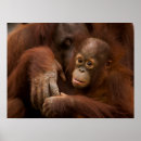 Zoek naar dierentuinen posters Wilde dieren