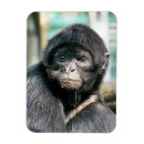 Zoek naar apen magneten Dieren