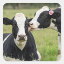 Zoek naar holstein koe stickers Vee