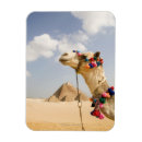 Zoek naar camel magneten Humor