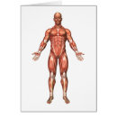 Zoek naar bicep briefkaarten Brachioradialis