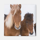 Zoek naar ijslandse paarden magneten Equus caballus