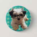 Zoek naar maltipoo accessoires Huisdieren