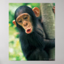 Zoek naar chimpansee posters Schattig