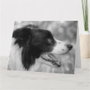 Zoek naar collie hond kaarten Honden