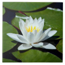 Zoek naar boeddhisme tegels Natuur