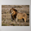 Zoek naar leeuwen manen posters Kat