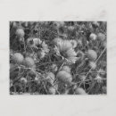 Zoek naar zwart wit bloem briefkaarten Elk persoon