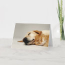 Zoek naar van kat kaarten Hond