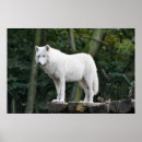 Zoek naar white wolf kunst Wild