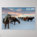 Zoek naar ijslands paard posters Sneeuw