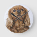 Zoek naar cavalier king charles spaniel klokken Huisdieren