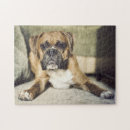 Zoek naar boxer puzzels Huisdieren