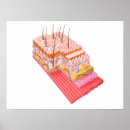 Zoek naar menselijke huid posters Digitaal geproduceerd afbeelding