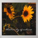 Zoek naar zonnebloem afbeeldingen posters Voor iedereen