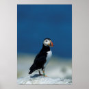 Zoek naar papegaaiduiker posters Fratercula arctica
