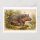 Zoek naar nijlpaarden briefkaarten Natuur