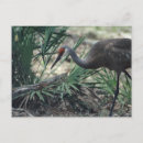Zoek naar crane briefkaarten Natuur