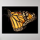 Zoek naar monarch vlinders posters Dier