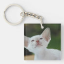 Zoek naar siamese sleutelhangers Schattig