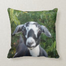 Zoek naar oren kussens Gezelschapsdieren