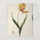 Zoek naar pierre joseph redoute briefkaarten Flower