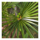 Zoek naar palm kunst Botanisch