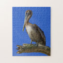 Zoek naar pelican puzzels Fotografie